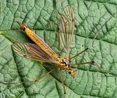 Nephrotoma cornicina