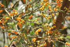 Phoradendron quadrangulare