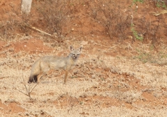 Vulpes bengalensis