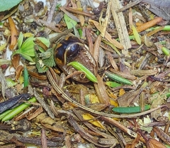 Glomeridae