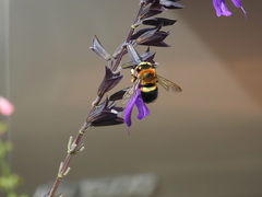 Xylocopa micans