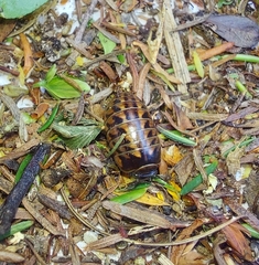 Glomeridae