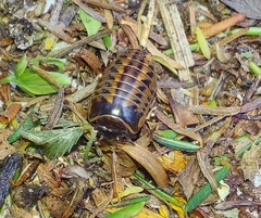 Glomeridae
