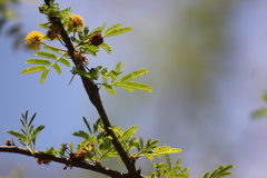 Phoradendron quadrangulare