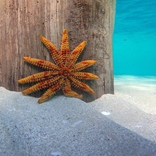 Eleven-armed Sea Star, photo 4 of 9