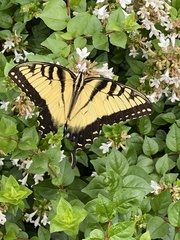 Papilio glaucus