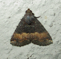 Eublemma nigrivitta