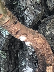 Phenacoccus dearnessi