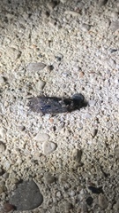 Acrolophus arcanella