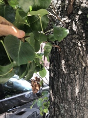 Phenacoccus dearnessi