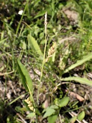 Carex pediformis