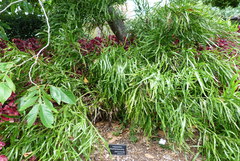 Muehlenbeckia platyclada