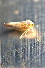 Omolicna