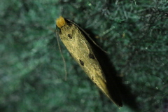 Tinea trinotella