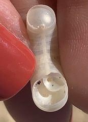 Spirula spirula