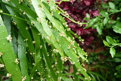 Muehlenbeckia platyclada