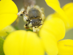 Anthidium punctatum