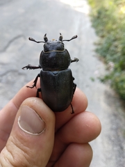 Lucanus tetraodon