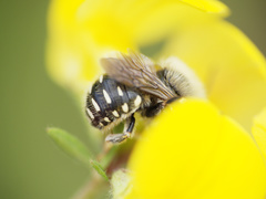 Anthidium punctatum