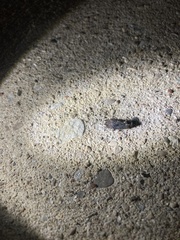 Acrolophus arcanella