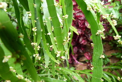 Muehlenbeckia platyclada