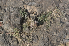 Lepidagathis trinervis