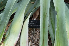 Agave fourcroydes