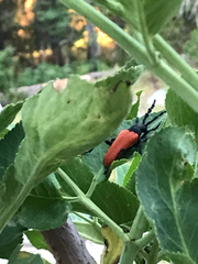 Desmocerus aureipennis