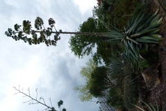 Agave fourcroydes