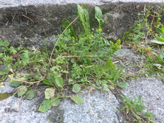 Matricaria discoidea