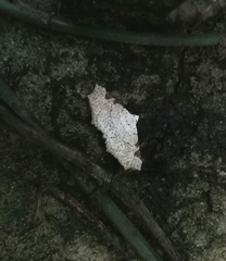 Prolophota trigonifera