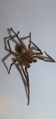 Zoropsis spinimana