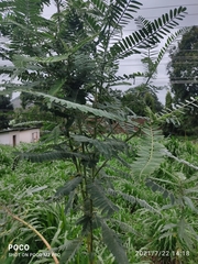 Sesbania grandiflora