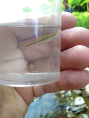 Phoxinus septimaniae