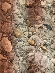 Agonopterix robiniella