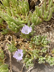Nolana linearifolia