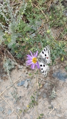 Parnassius nomion
