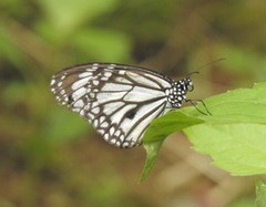 Danaus melanippus edmondii