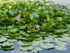 Nymphaea alba