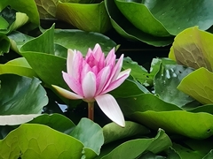 Nymphaea alba