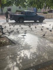 Columba livia domestica