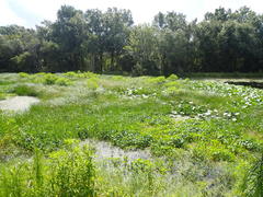 Cyperus blepharoleptos