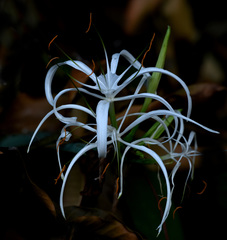 Hymenocallis caribaea