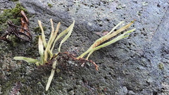 Pyrrosia linearifolia