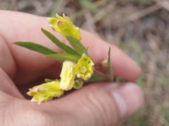 Asclepias pedicellata image