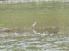 Charadrius bicinctus
