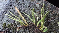 Pyrrosia linearifolia