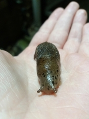 Limax maximus