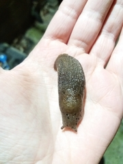Limax maximus