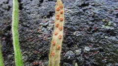 Pyrrosia linearifolia